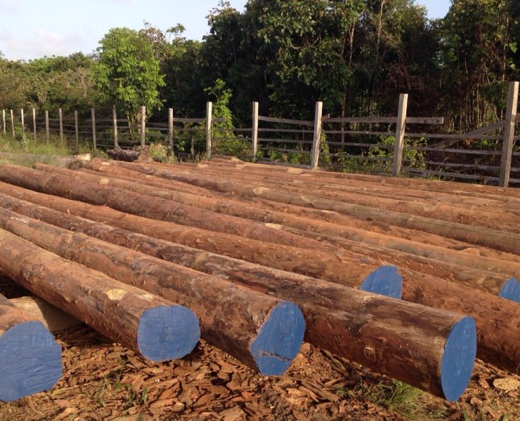 Greenheart is one of the few hardwoods documented to perform reliably in both freshwater and saltwater environments for decades. Because it is naturally strong and stable, engineers often choose it for critical infrastructure where failure is not acceptable. Photo Credit: South America Lumber