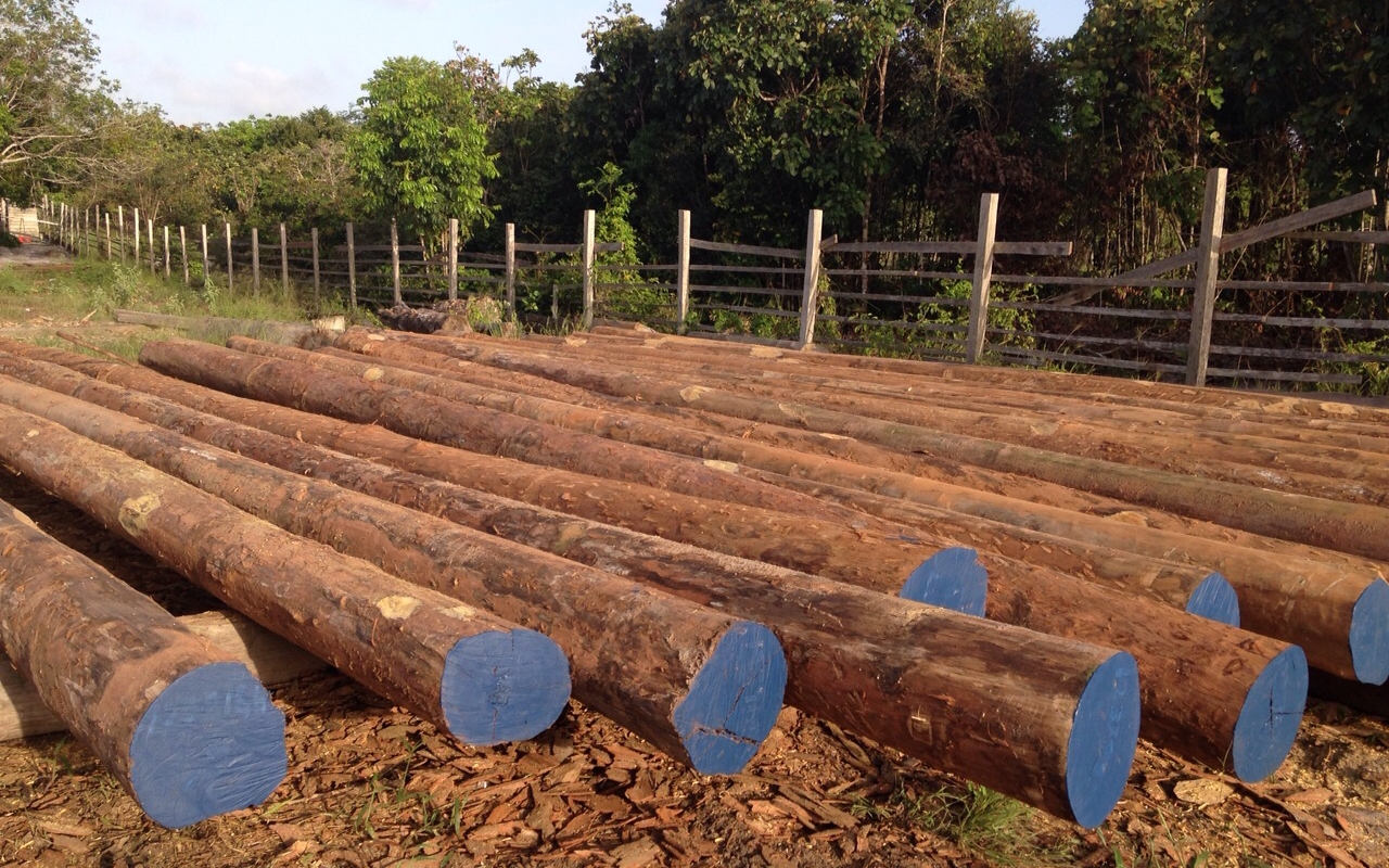 Greenheart is one of the few hardwoods documented to perform reliably in both freshwater and saltwater environments for decades. Because it is naturally strong and stable, engineers often choose it for critical infrastructure where failure is not acceptable. Photo Credit: South America Lumber